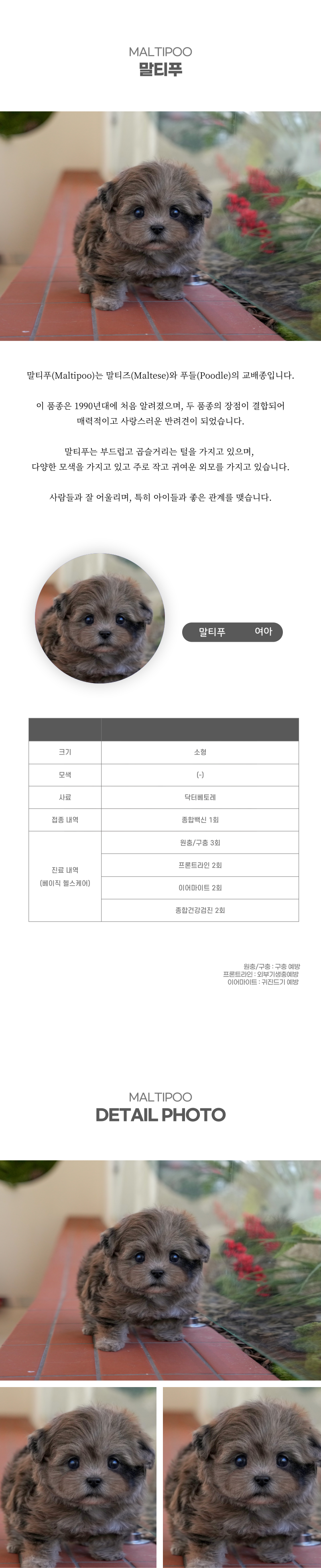 말티푸_상세이미지_2